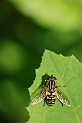 Helophilus pendulus - A